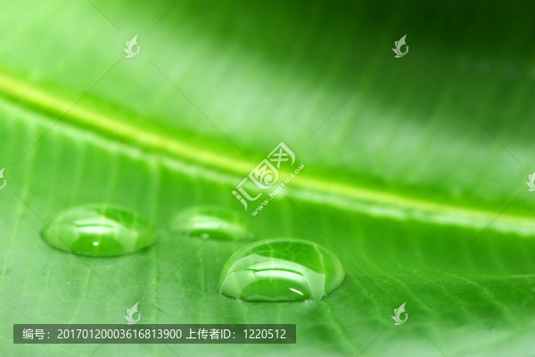 滴在葉