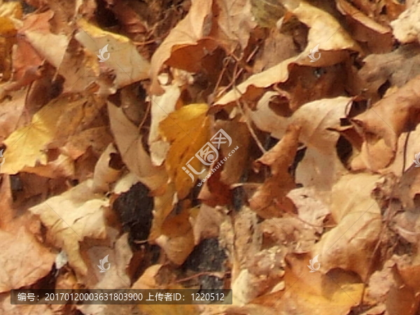 秋天的樹葉3
