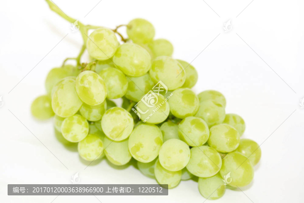 釀酒葡萄
