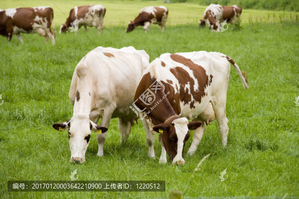兩頭母牛