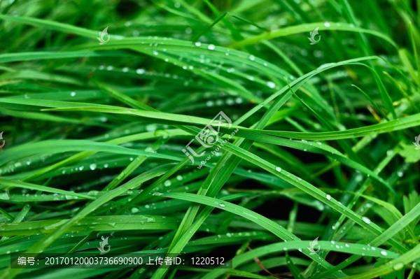 經(jīng)過(guò)一場(chǎng)雨