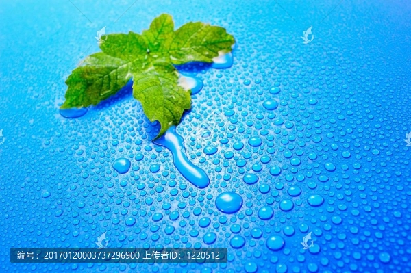 新鮮的決定