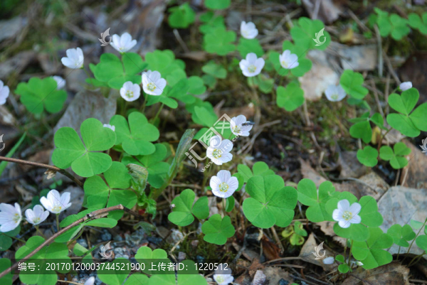 Wood,sorrel（花）