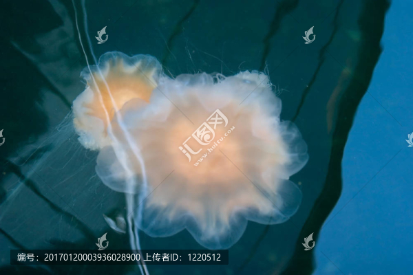 水母