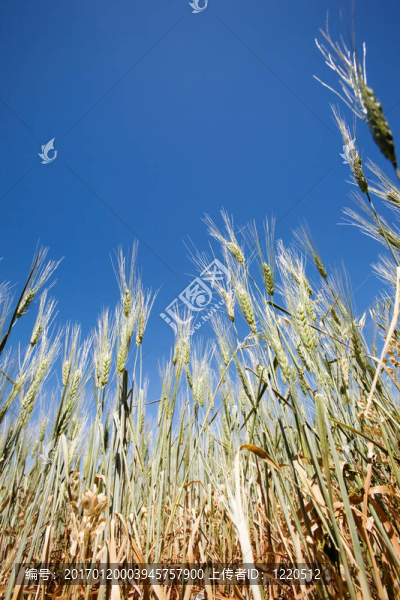 小麥的細節(jié)