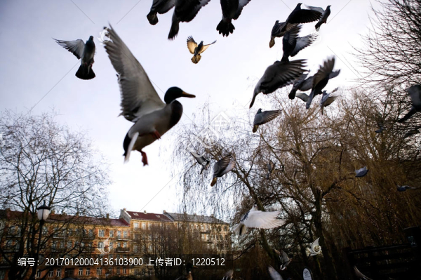 在sihlouette鳥(niǎo)類(lèi)飛行