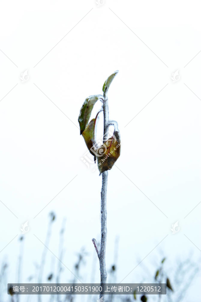 支冰-匯圖網(wǎng) www.fosd68.com 支冰