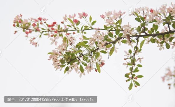 白色背景開花枝