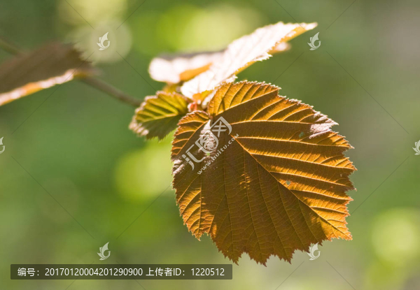 對(duì)hazeltree春葉