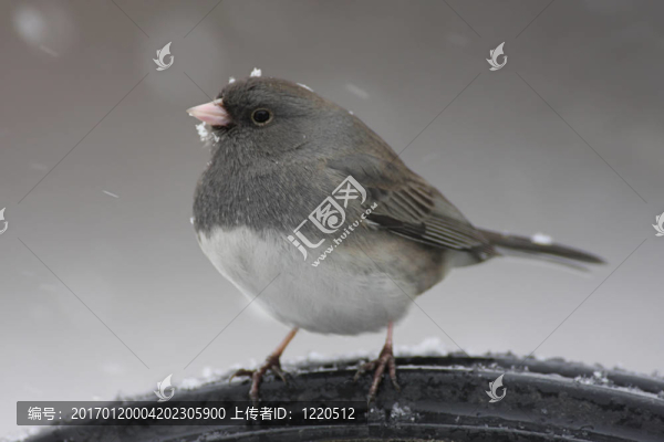 黑眼睛的Junco,In,Snow