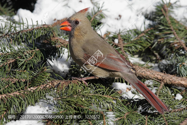 紅衣主教In,Snow