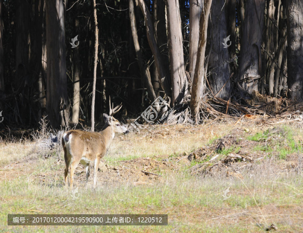黑尾降壓-匯圖網(wǎng) www.fosd68.com 黑尾降壓
