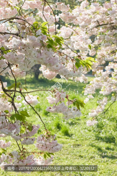 春天的櫻花-匯圖網(wǎng) www.fosd68.com 春天的櫻花