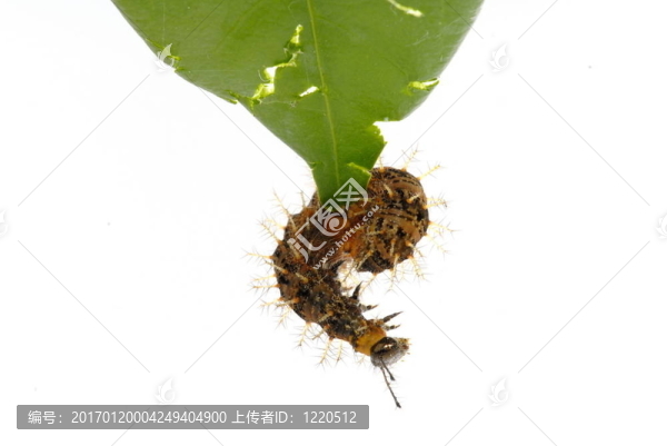 卡特彼勒-匯圖網(wǎng) www.fosd68.com 卡特彼勒