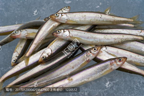 冰上的魚9
