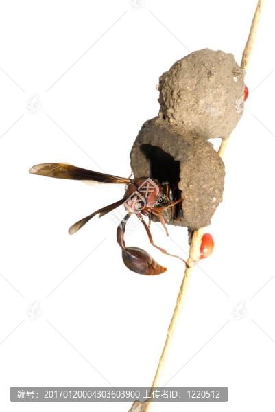 大黃蜂-匯圖網(wǎng) www.fosd68.com 大黃蜂