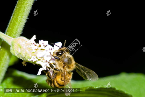 蜜蜂