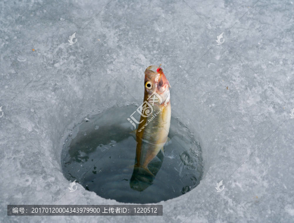 鉤3上的魚