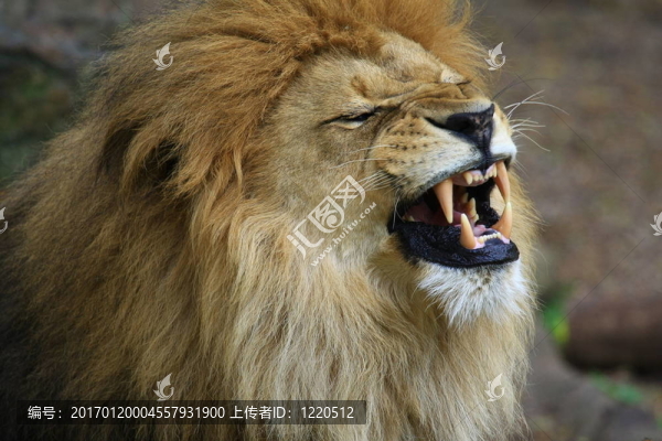 獅子