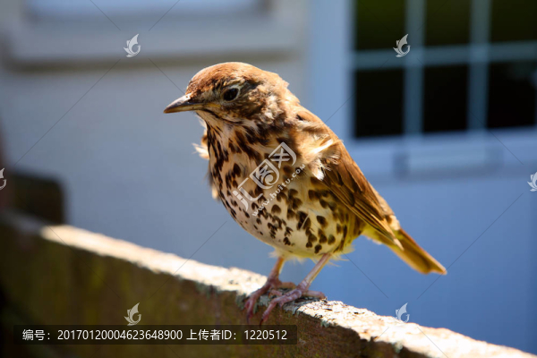 在花園的籬笆友好的英國畫眉。