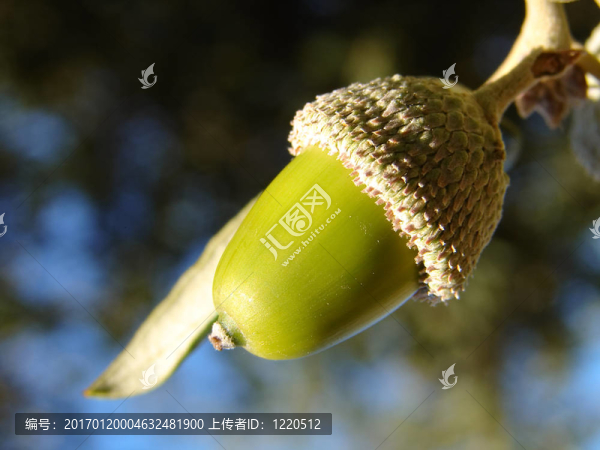 藍(lán)色背景上的Acorn