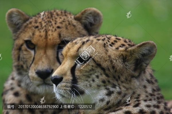 獵豹