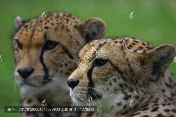 獵豹