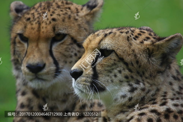 獵豹