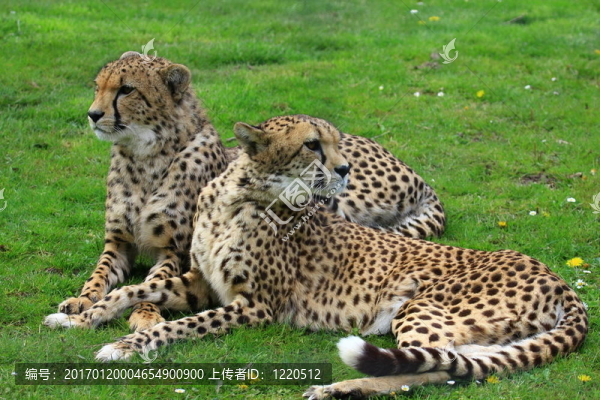 獵豹