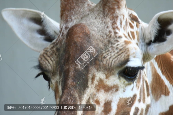 長頸鹿