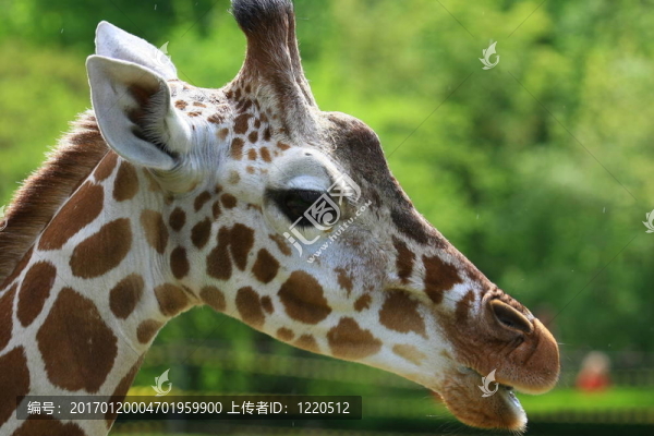長頸鹿