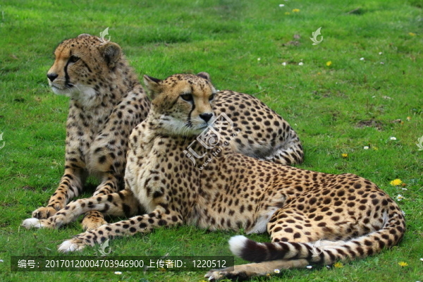 獵豹-匯圖網(wǎng) www.fosd68.com 獵豹