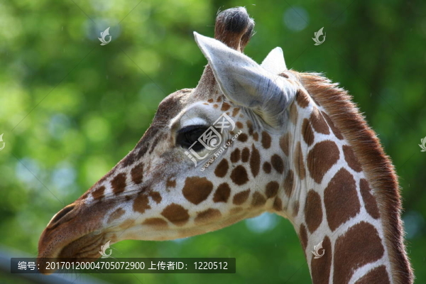 長(zhǎng)頸鹿