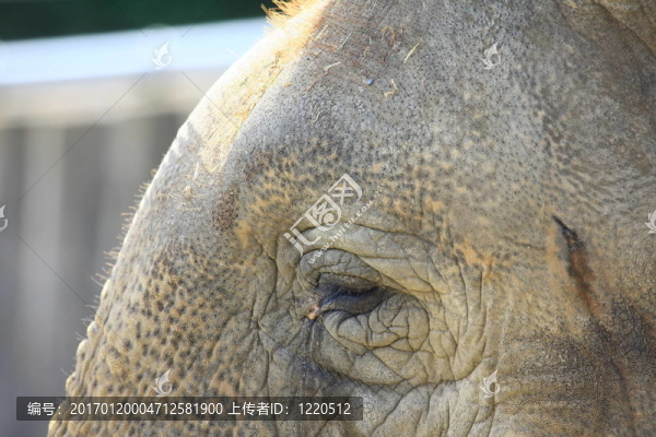 Elefant