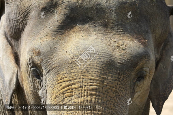 Elefant