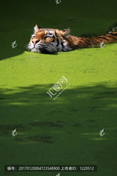 老虎