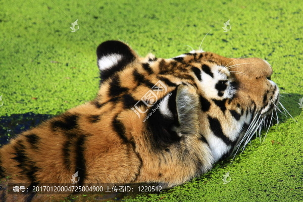 老虎