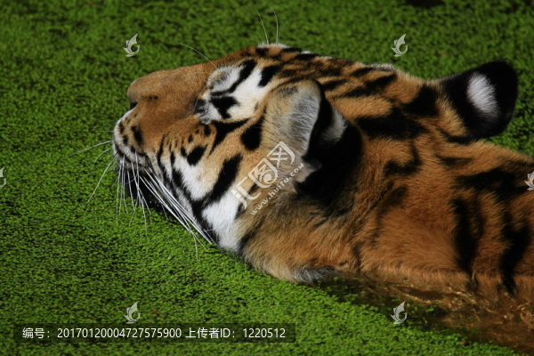 老虎
