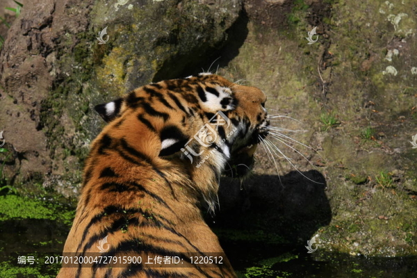老虎