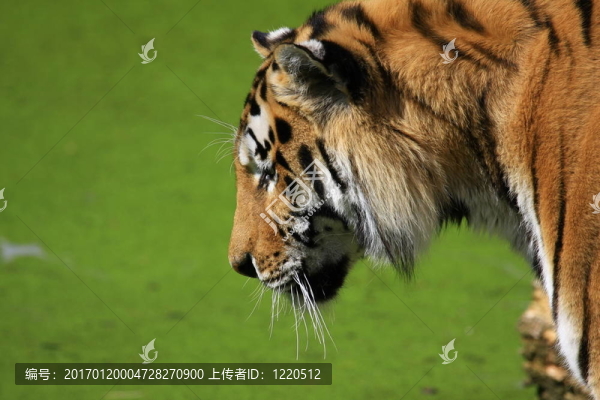 老虎