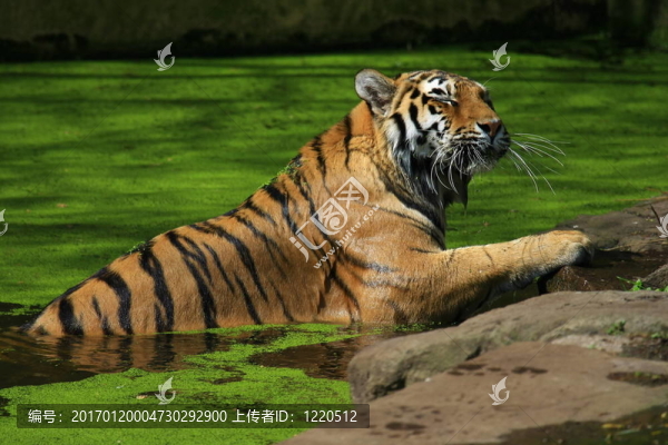 老虎