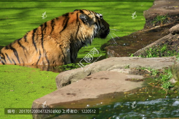 老虎