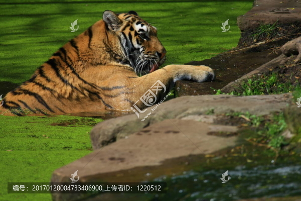 老虎