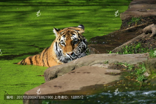 老虎