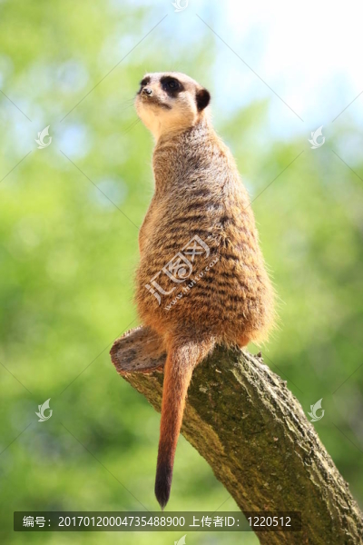 meercat