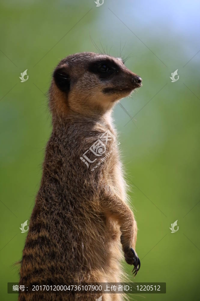 meercat
