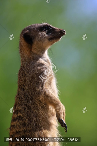 meercat