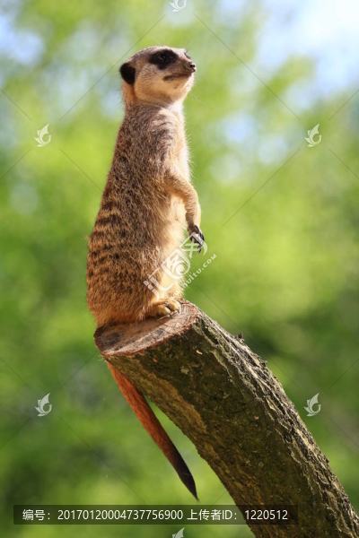 meercat
