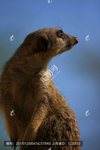meercat