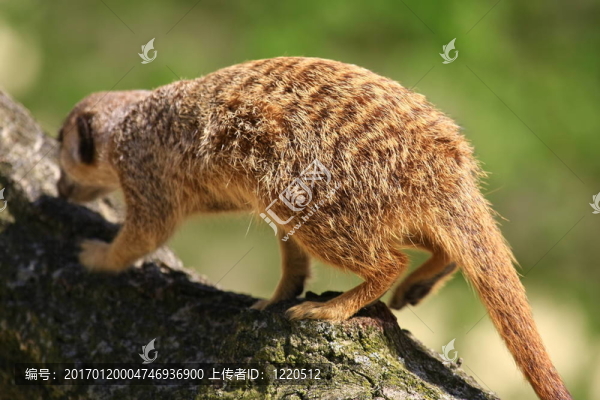 meercat